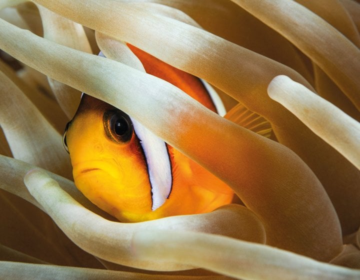 Photograph of clown fish