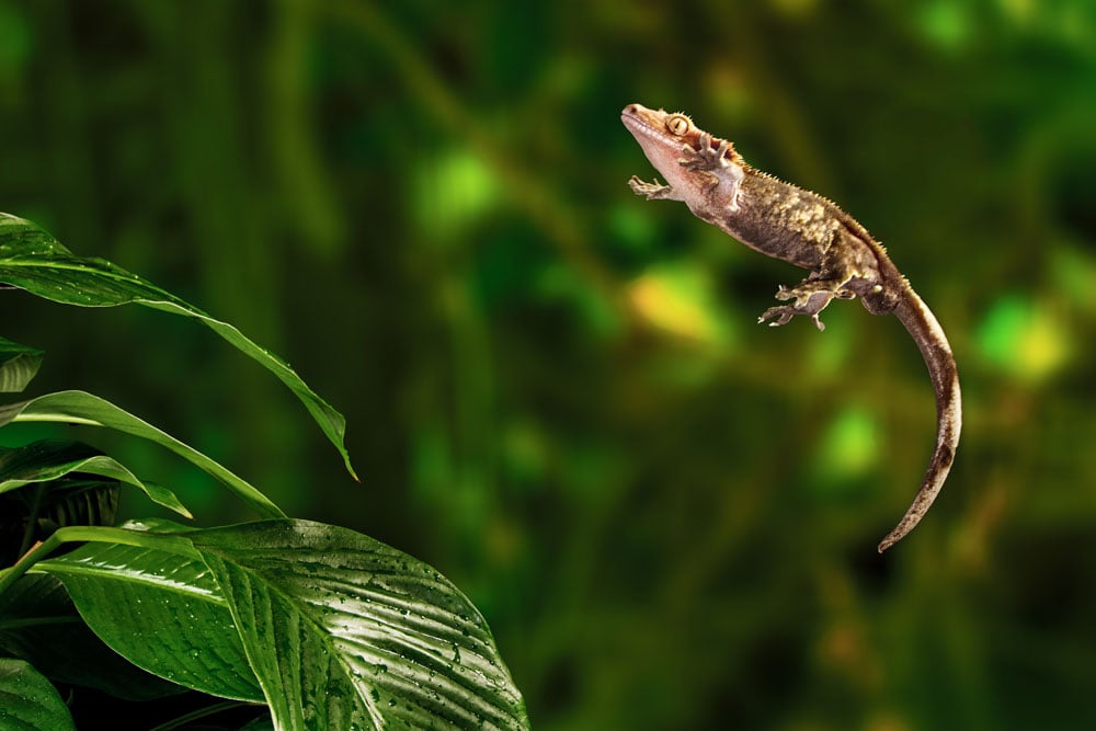 harvey pringle gecko