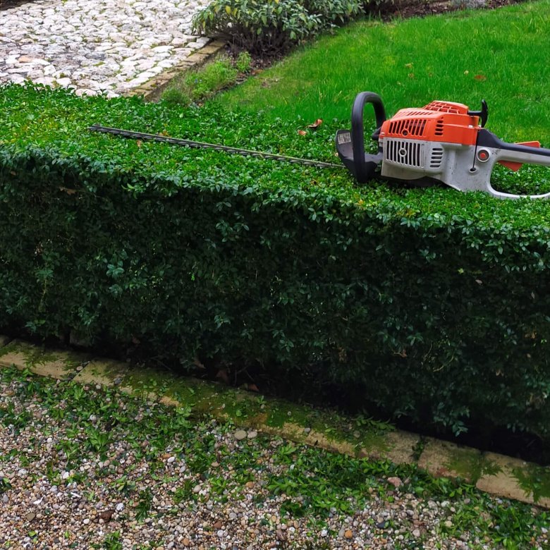 Hedge trimming resting on top of a newly trimmed hedge