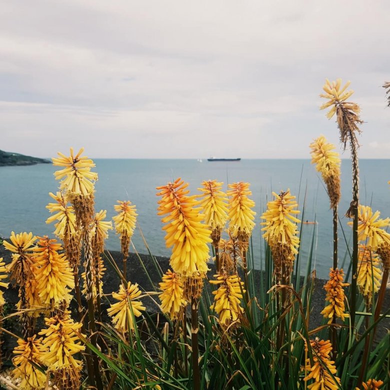 A sea view with red hot poker flowers in the foreground