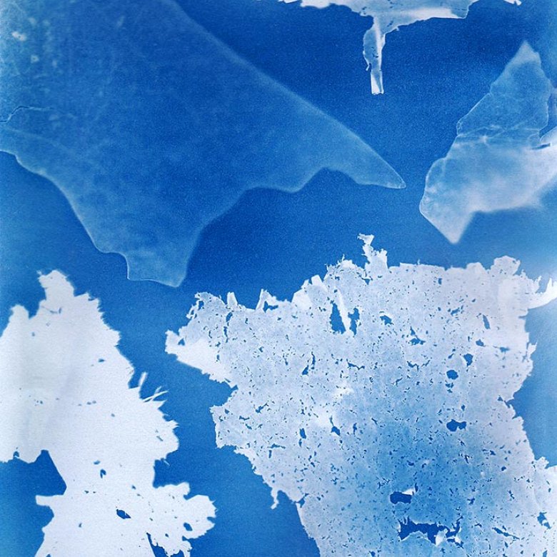 Cyanotype of seaweed