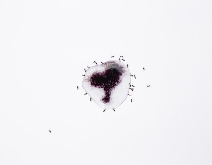 Image of a drop of water and dye surrounded by ants