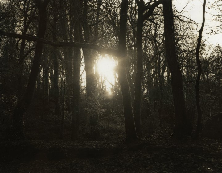 Black and white photo by Daisy Tearle of sunlight through some trees