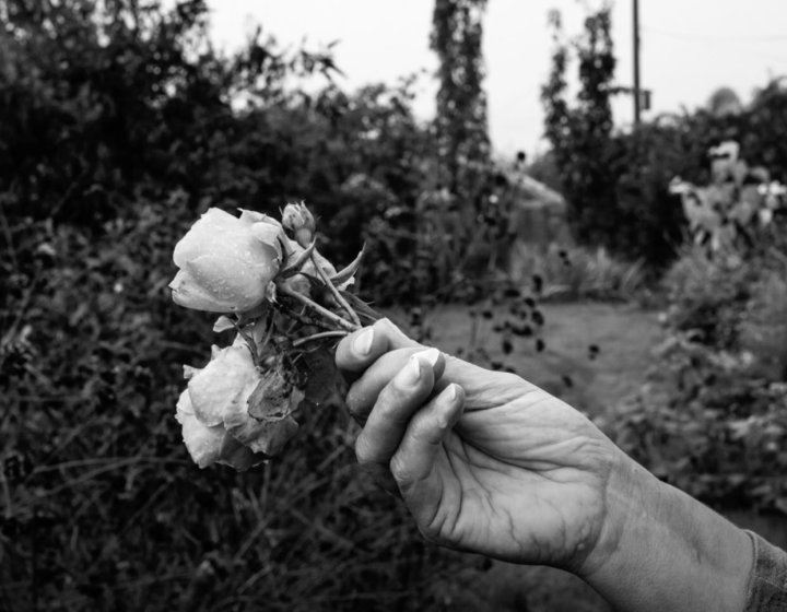 Black and white photo of a hand holding roses in a garden