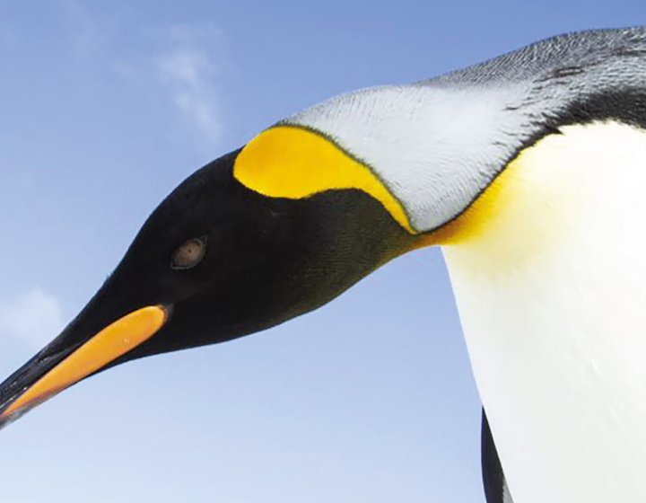 Photography of a penguin against blue sky