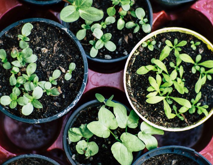 A series of plants in small pots