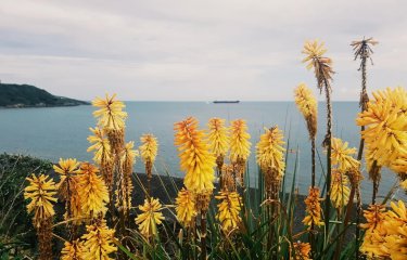 A sea view with red hot poker flowers in the foreground