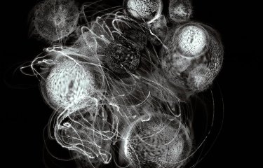 Photograph of biological cells by Yas Crawford