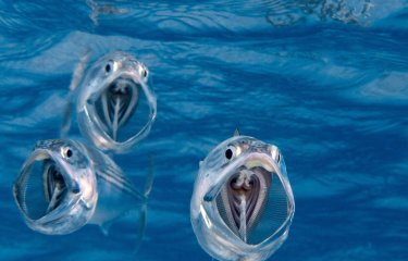 Underwater photograph of four mackerel 