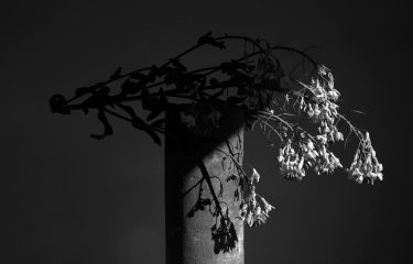 Black and white photo of flowers resting on a pole