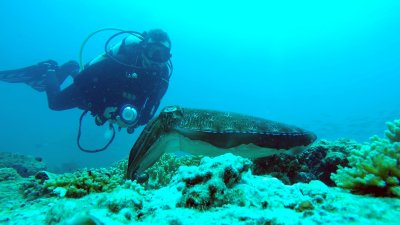 Diver filming under water