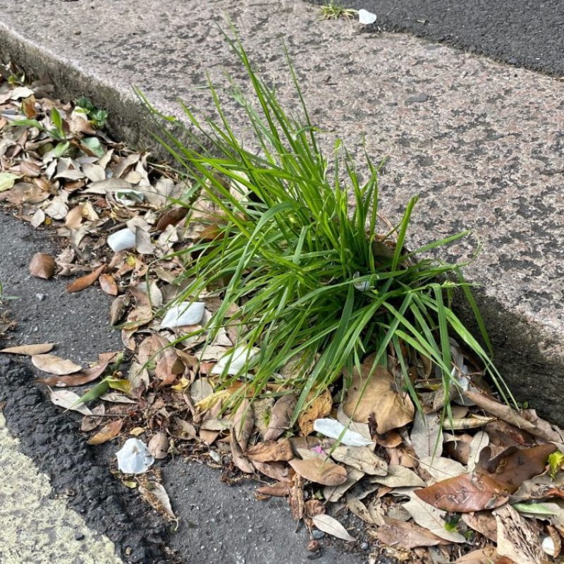 A weed at the roadside