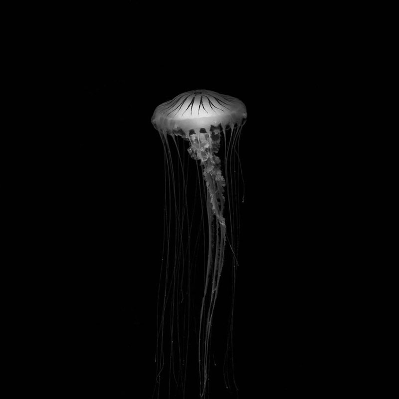 jellyfish