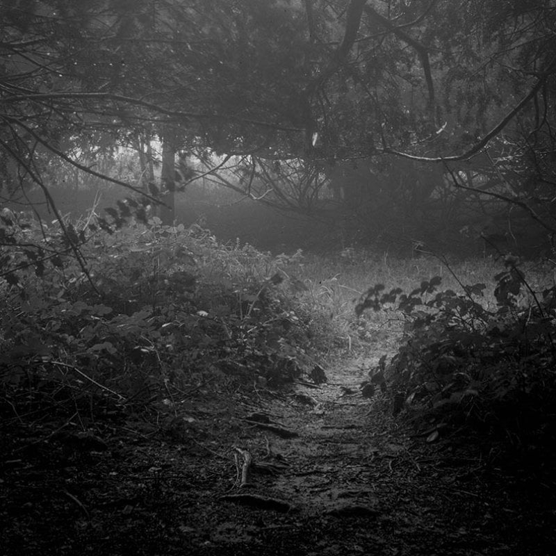 Black and white photograph of a path in woodland