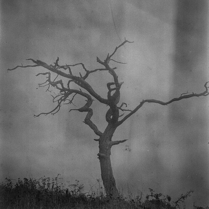 Black and white photograph of a bare tree