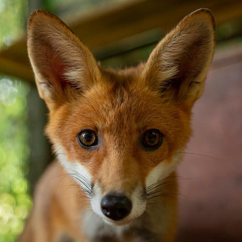 Photograph of a fox looking straight at the camera