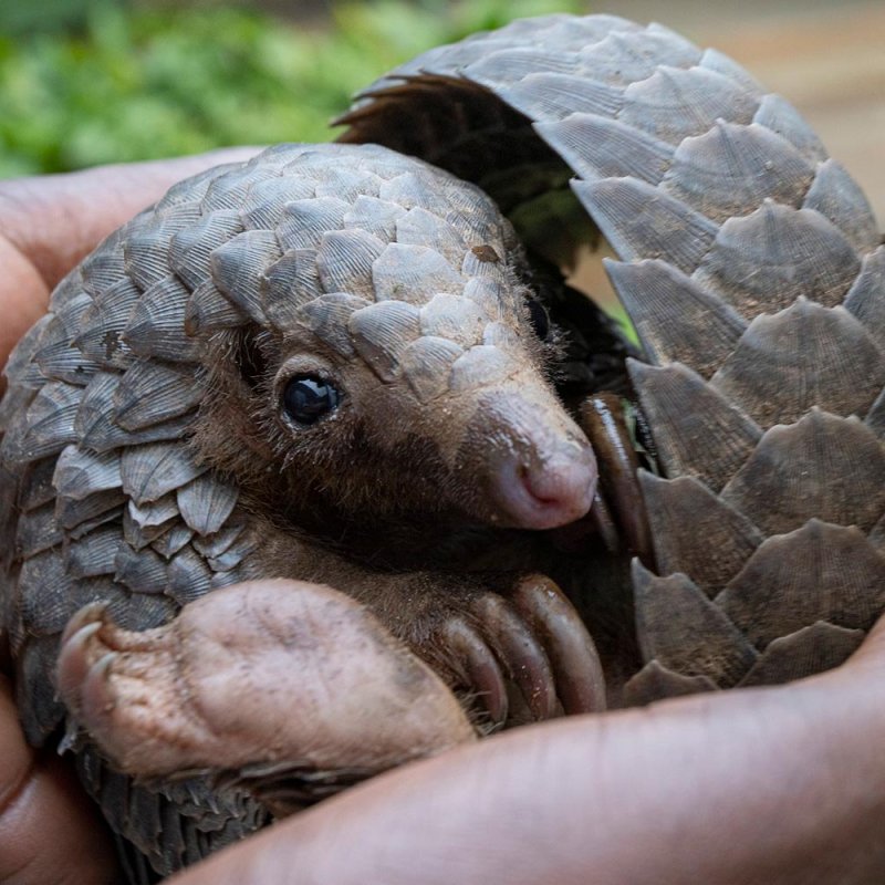 A pangolin curled up in hands