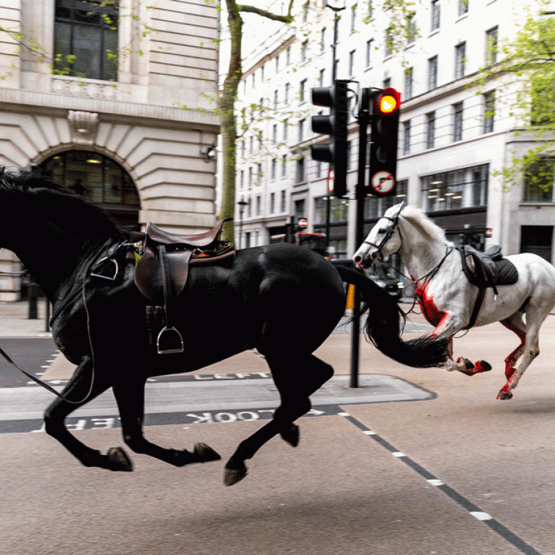 Household Cavalry horses loose 