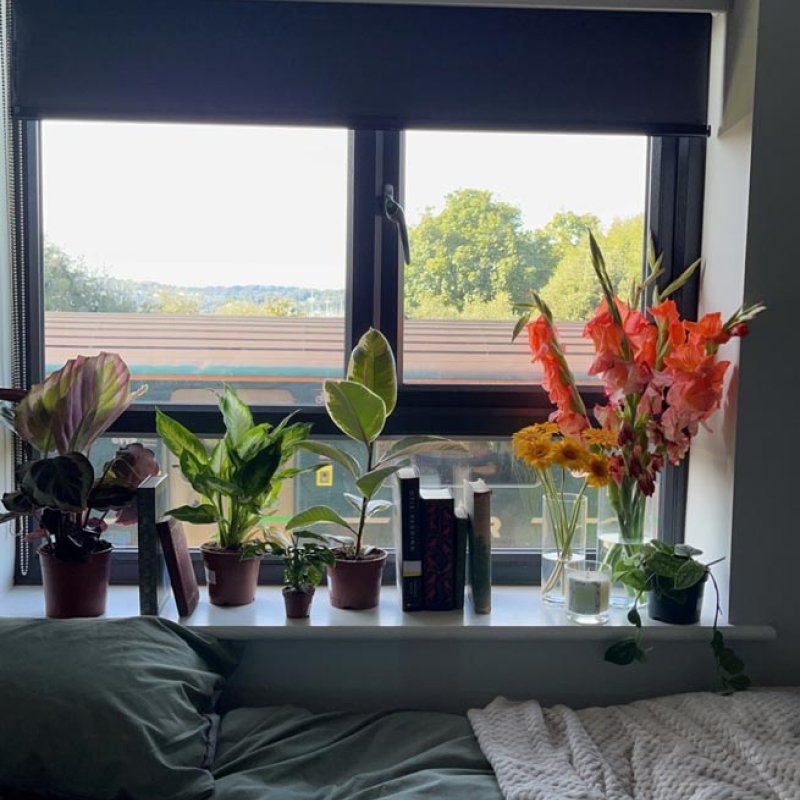 Student bedroom with bed, indoor plants and window