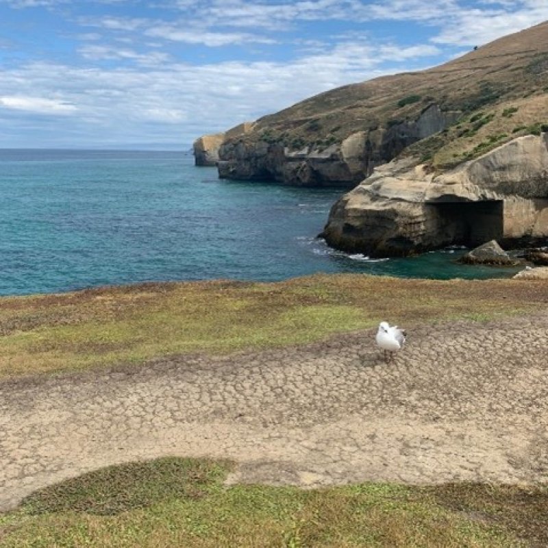 A bird on a beach