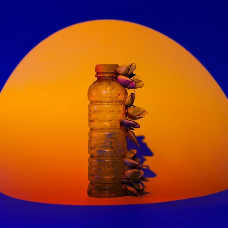 An old plastic bottle with lichens growing on its surface, photographed against an orange and blue background