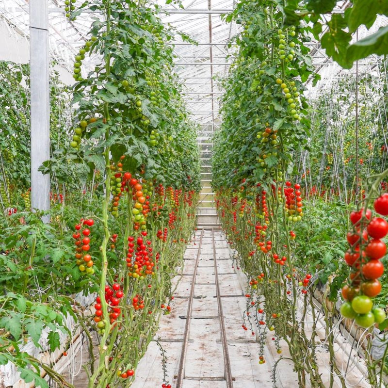 Tomato vines growing in a large greenhouse