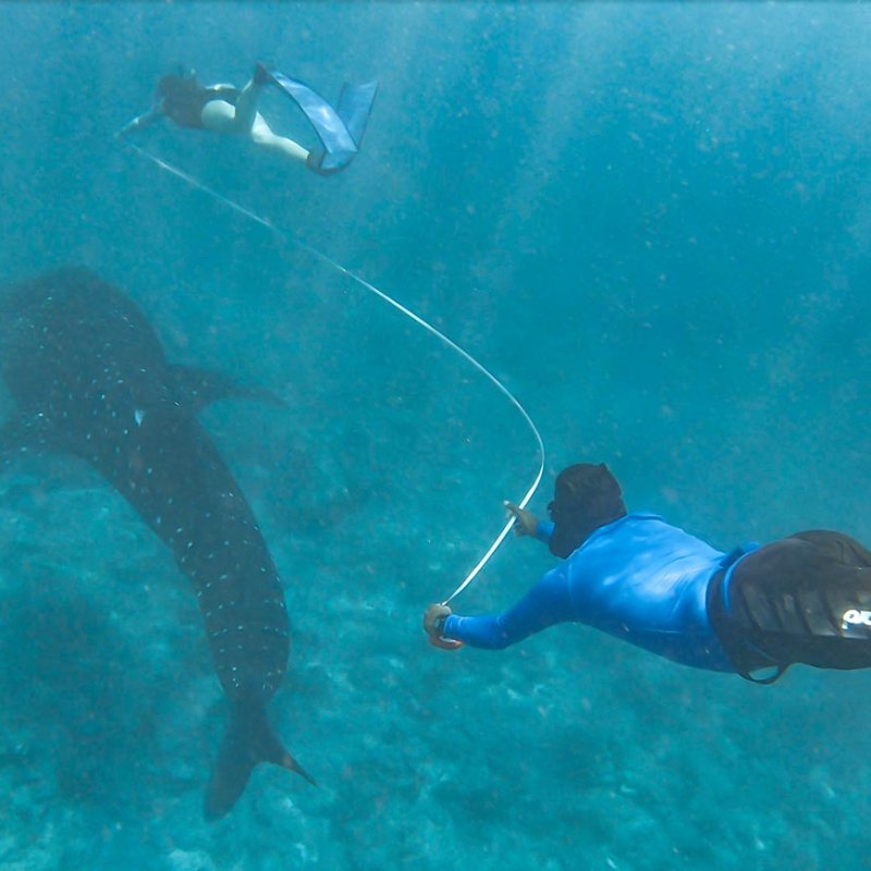 Two divers measuring the length of a whaleshark underwater