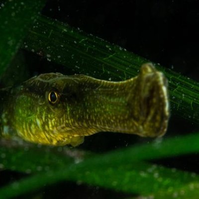 A green pipefish emerging from a dark background